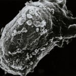 optimisez votre énergie cellulaire avec mitochondrial boost, le complément naturel pour stimuler vos mitochondries et améliorer votre vitalité.