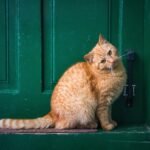 découvrez les bienfaits du gingembre, une racine aux multiples vertus pour la santé et la cuisine.