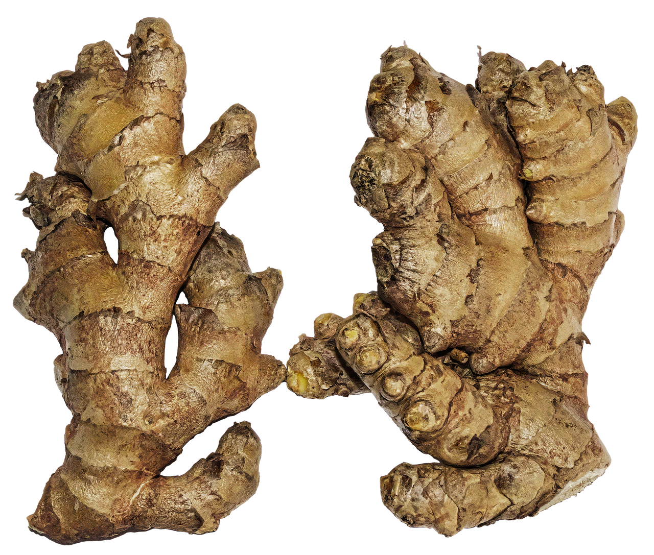 découvrez les bienfaits du gingembre, une racine aux multiples vertus pour la santé, la cuisine et le bien-être.