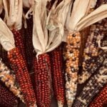 découvrez notre sélection variée de légumes frais et de saison pour une alimentation saine et équilibrée.